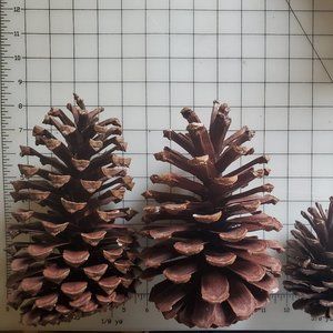 Florida Pine Cones assorted sizes Box of 8